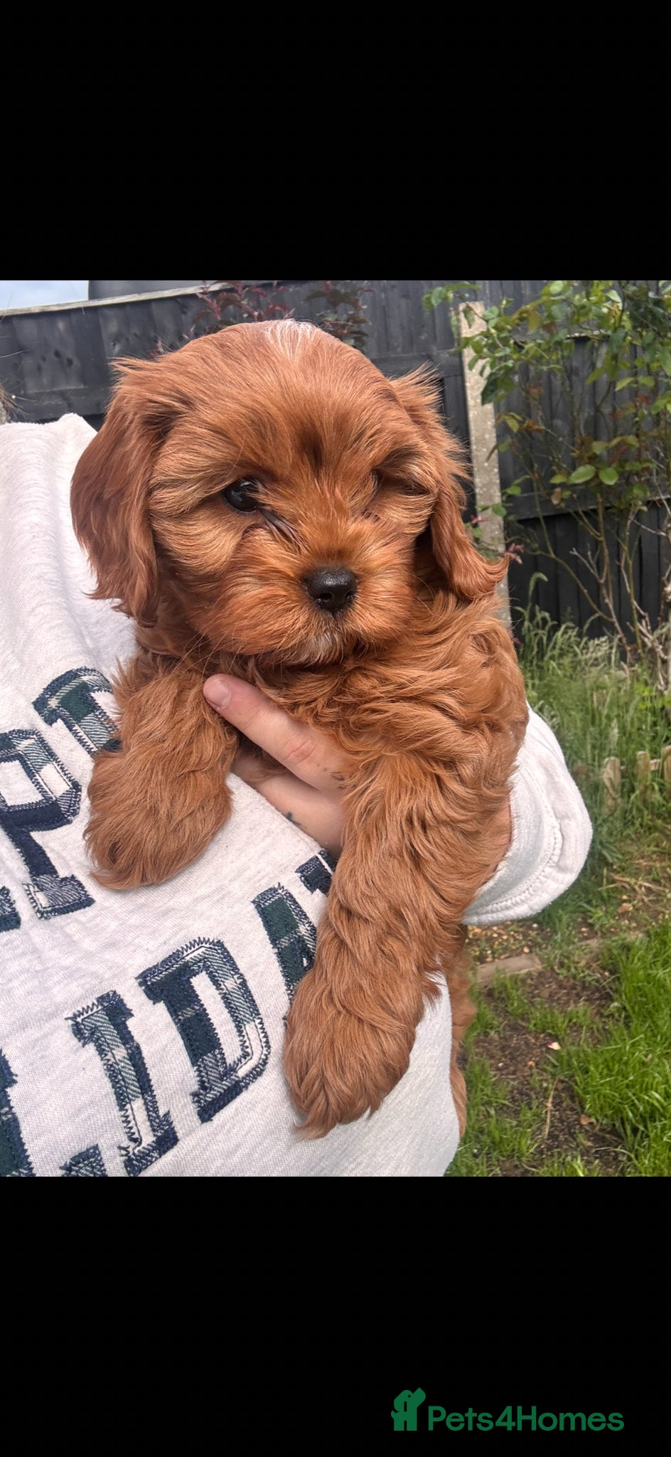 Cavapoo dogs ❤️READY TO LEAVE TODAY CAVAPOO PUPPIES❤️ - Advert 8