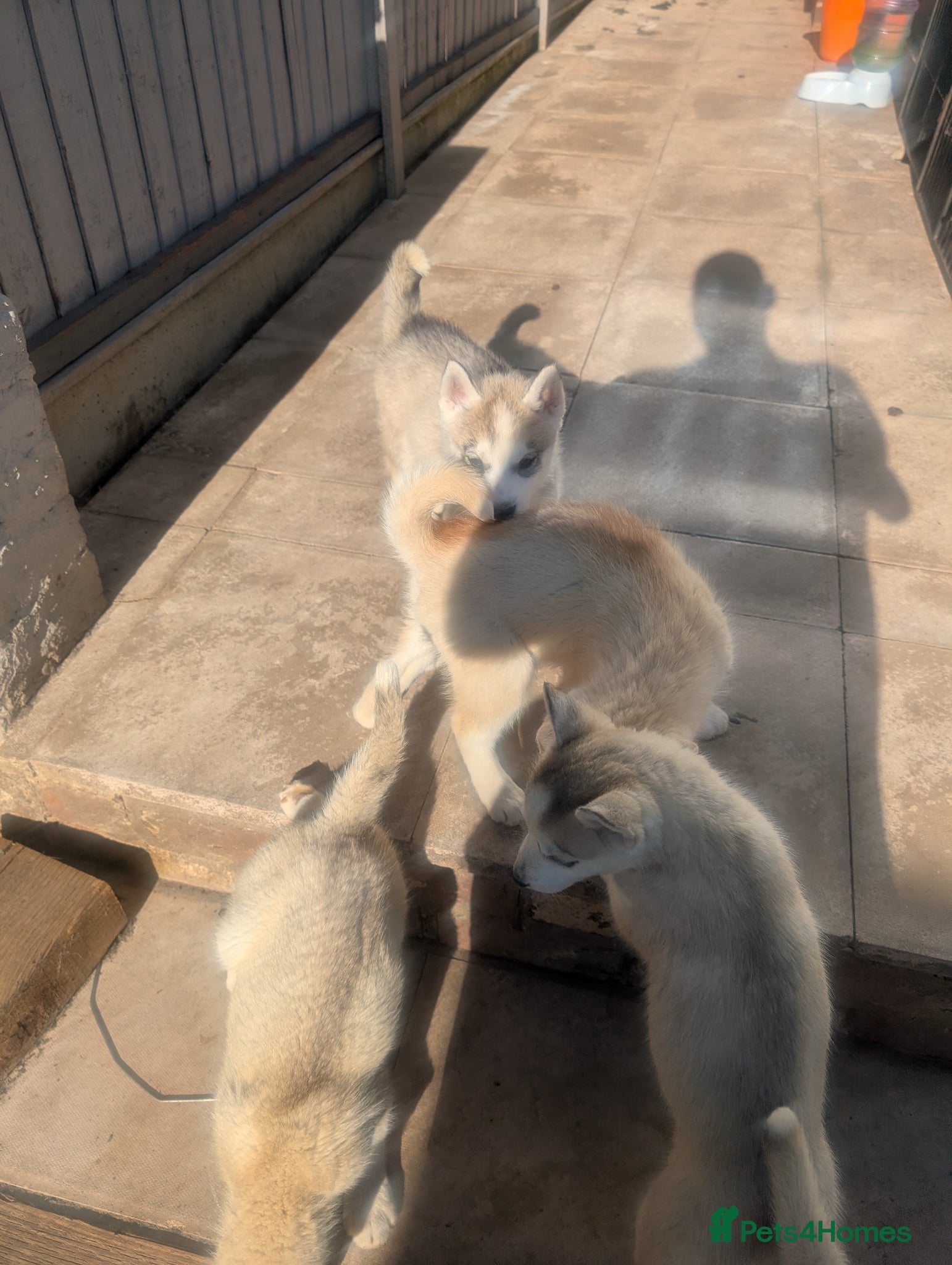 Siberian Husky dogs for sale: Siberian Husky puppies - Advert 4