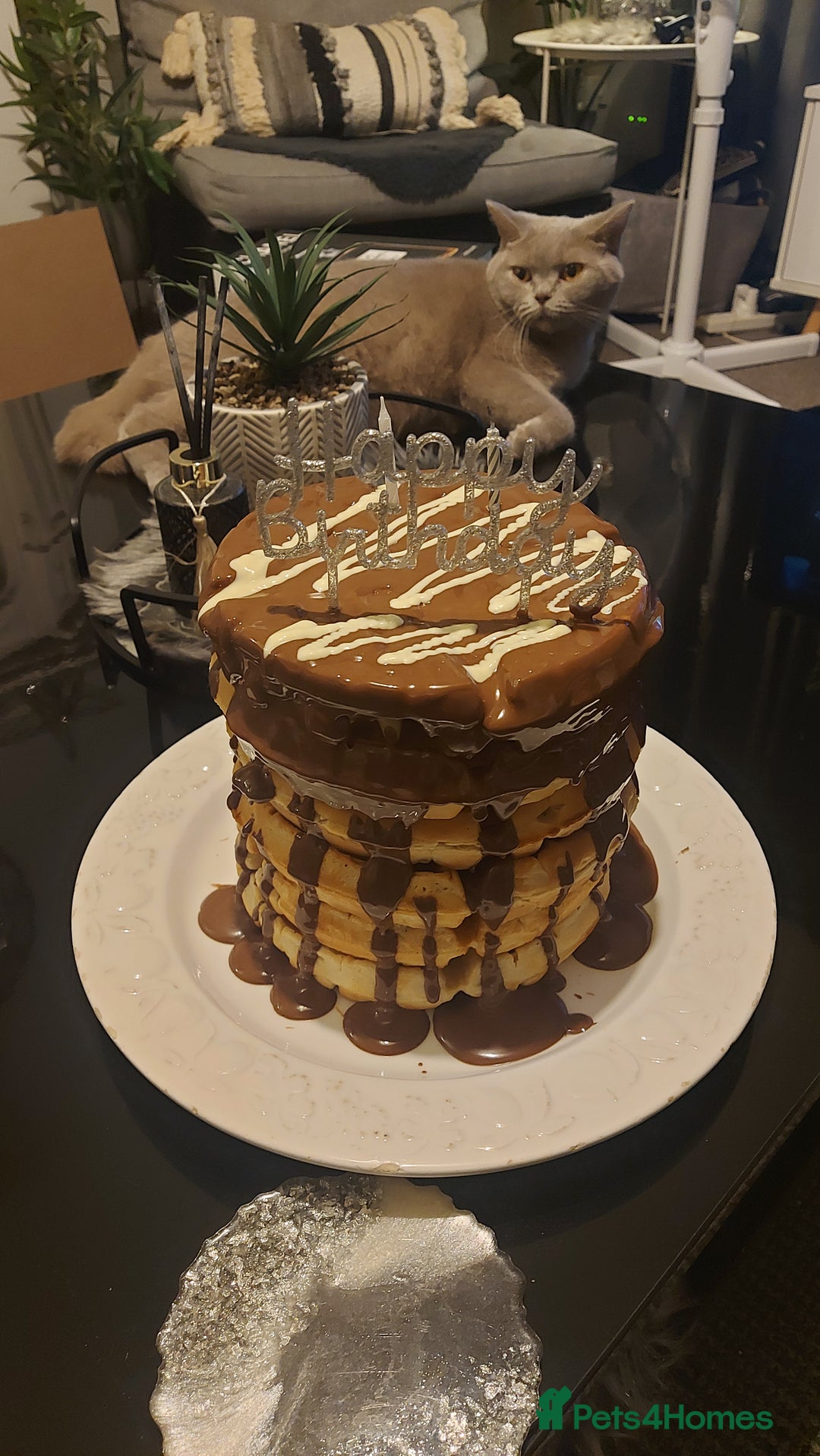 British Shorthair cats for sale: BSH ACTIVE REGISTERED LILAC FEMALE  - Advert 3