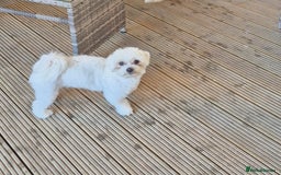 Maltese dogs for sale: Adorable toilet trained Maltese male  - Image 3