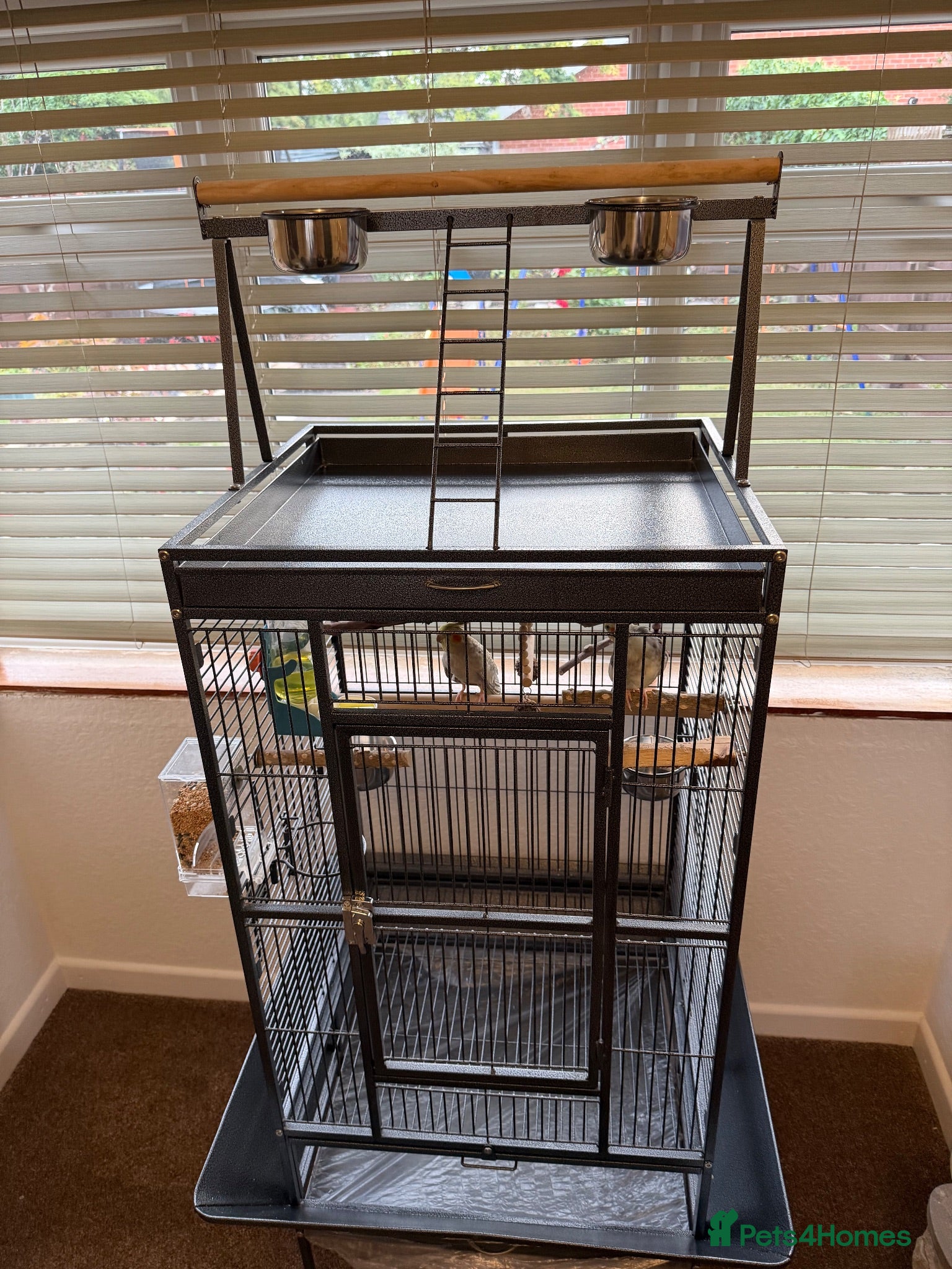Cockatiels birds Kira and Pika locking for a loving new home  - Advert 2