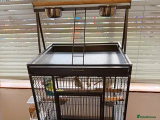Cockatiels birds Kira and Pika looking for a loving new home - Advert 2