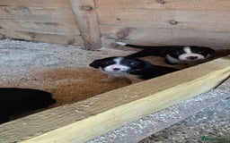 Sprollie dogs for sale: 7 lovely sprollie pups for sale - Image 14