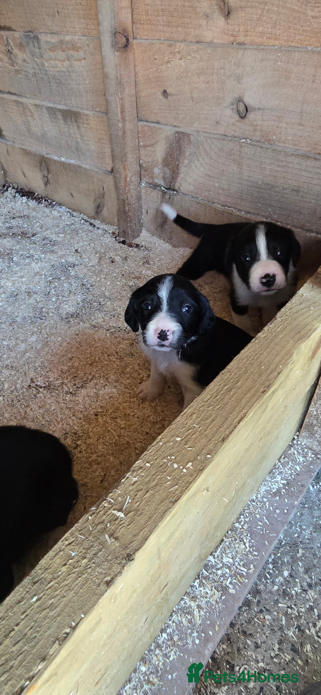 Sprollie dogs for sale: 7 lovely sprollie pups for sale - Image 14