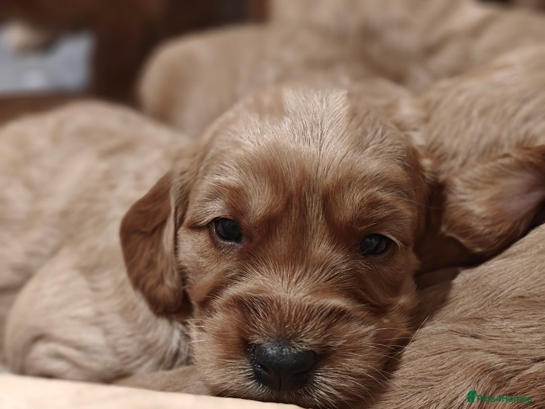 Mini Goldendoodle dogs for sale: Superb home-bred F1 Mini Goldendoodle GIRL - Advert 11