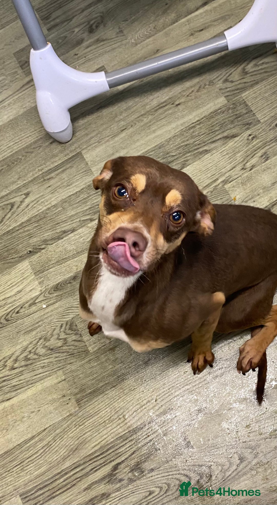 Mixed Breed dogs for sale: Family dog for rehoming  - Advert 2