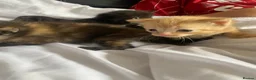 Mixed Breed cats for sale: Beautiful kittens  - Advert 1