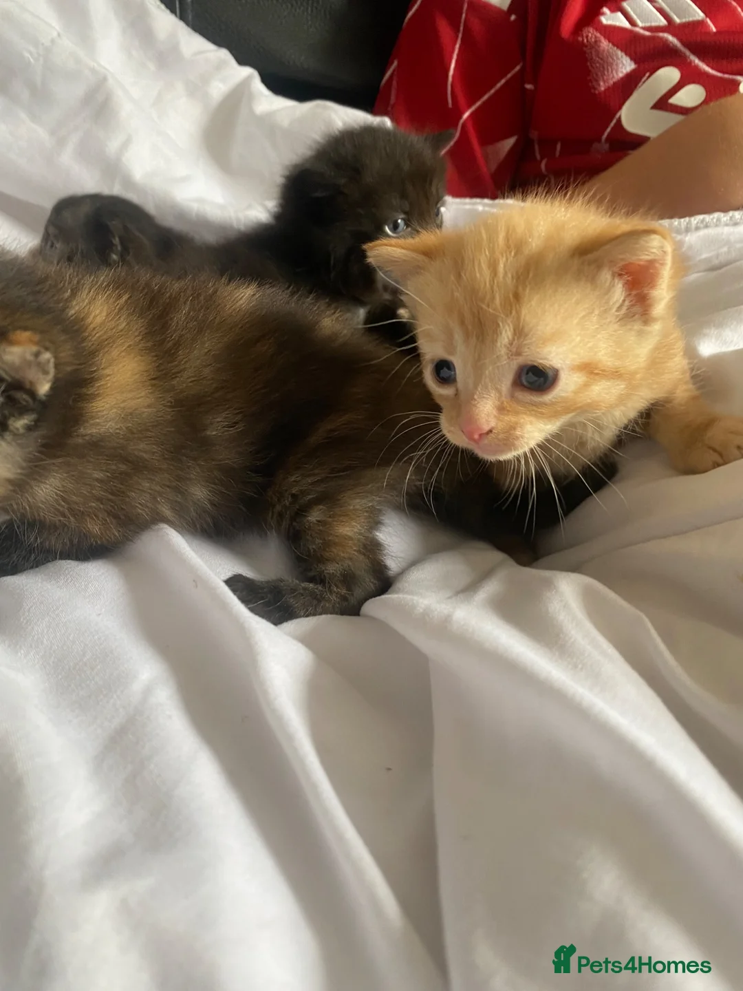 Mixed Breed cats for sale: Beautiful kittens  - Advert 1