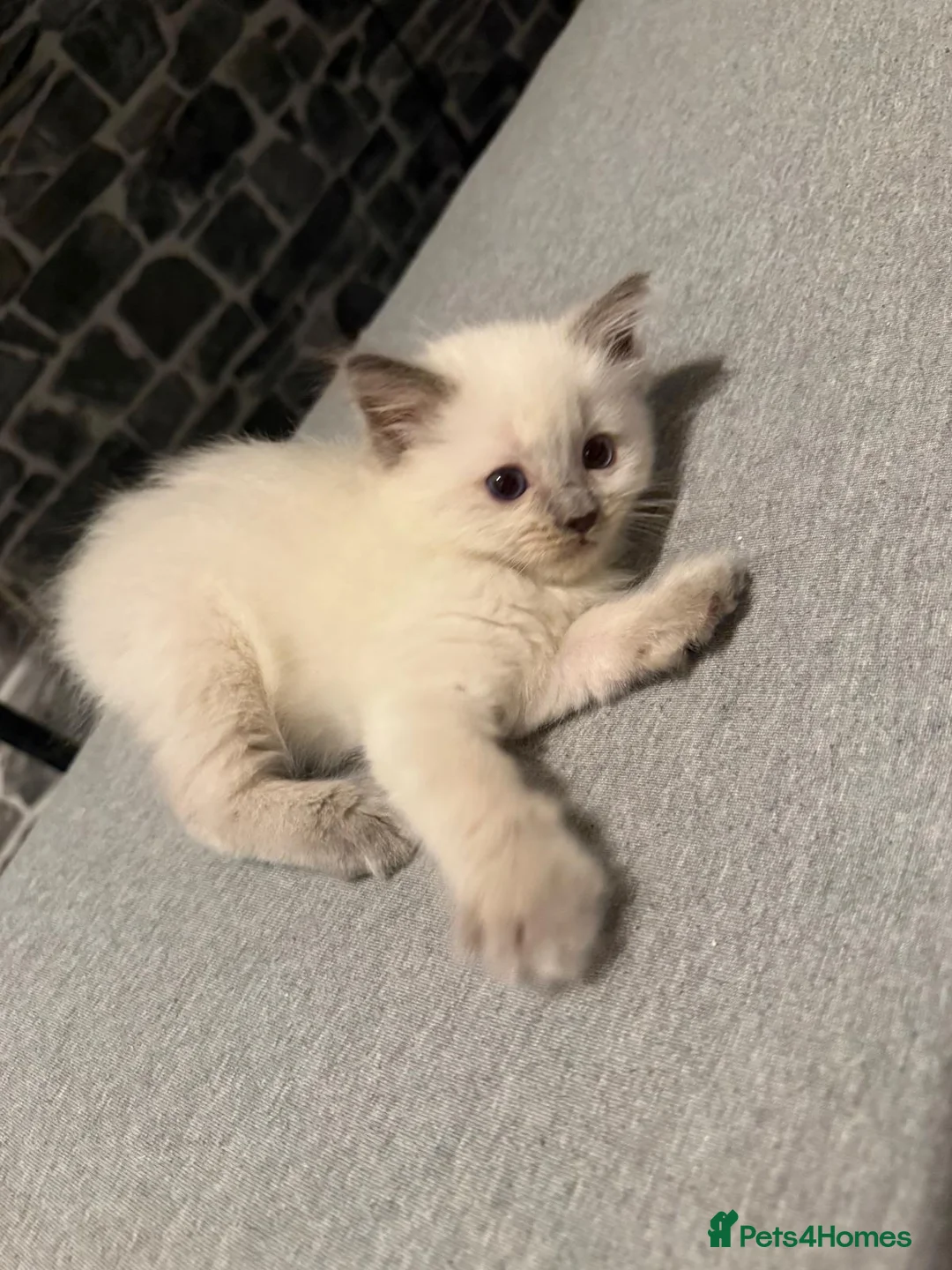 Ragdoll cats for sale: Ragdoll kittens  - Advert 2