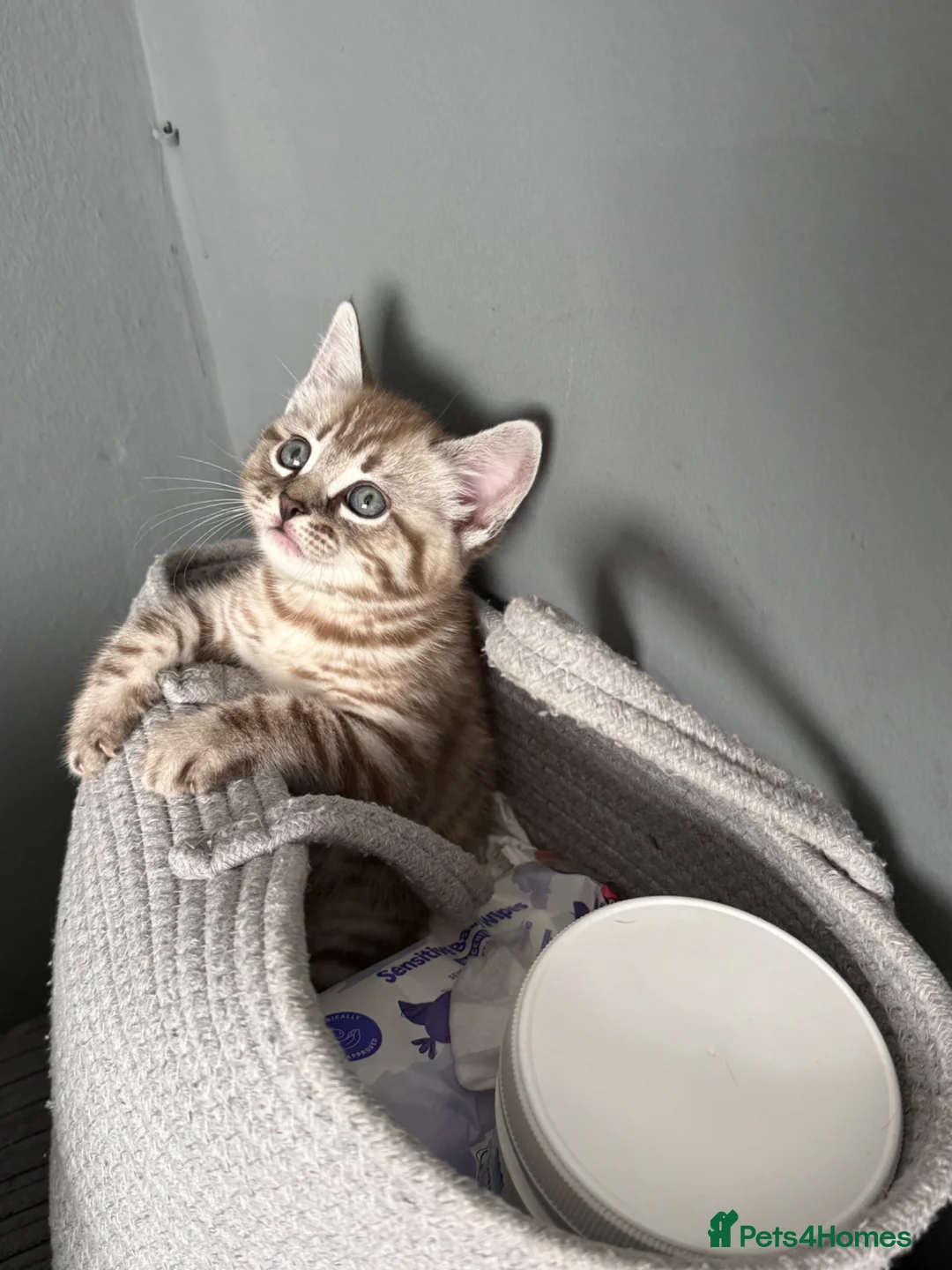 Mixed Breed cats for sale: BSH cross Bengal - Advert 1
