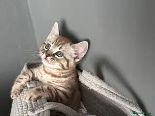 Mixed Breed cats BSH cross Bengal - Advert 3