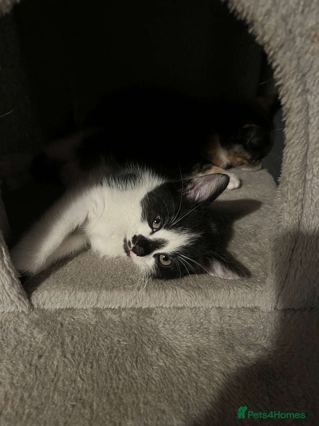 Mixed Breed cats for sale: Last little boy kitten - Image 3