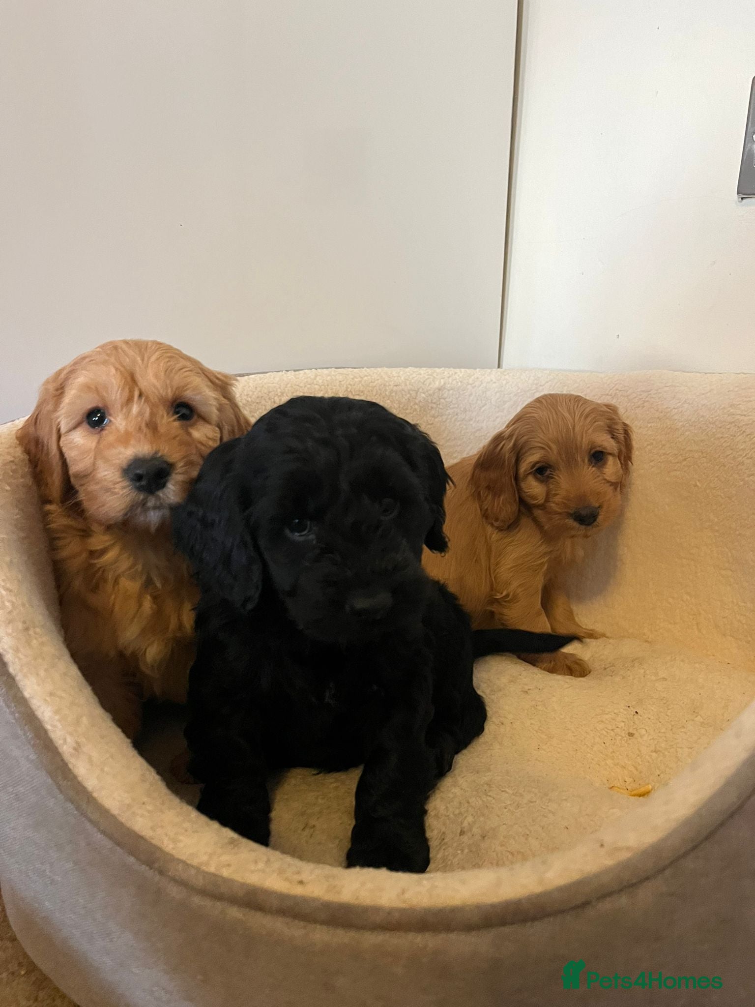 Cockapoo dogs Beautiful puppies  - Advert 7