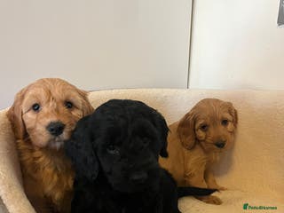 Cockapoo dogs Beautiful puppies - Advert 14