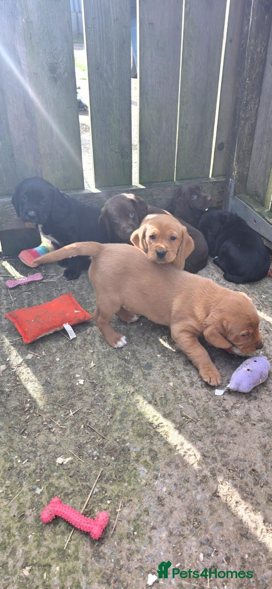 Cockerdor dogs Cockerdor puppies - Advert 10