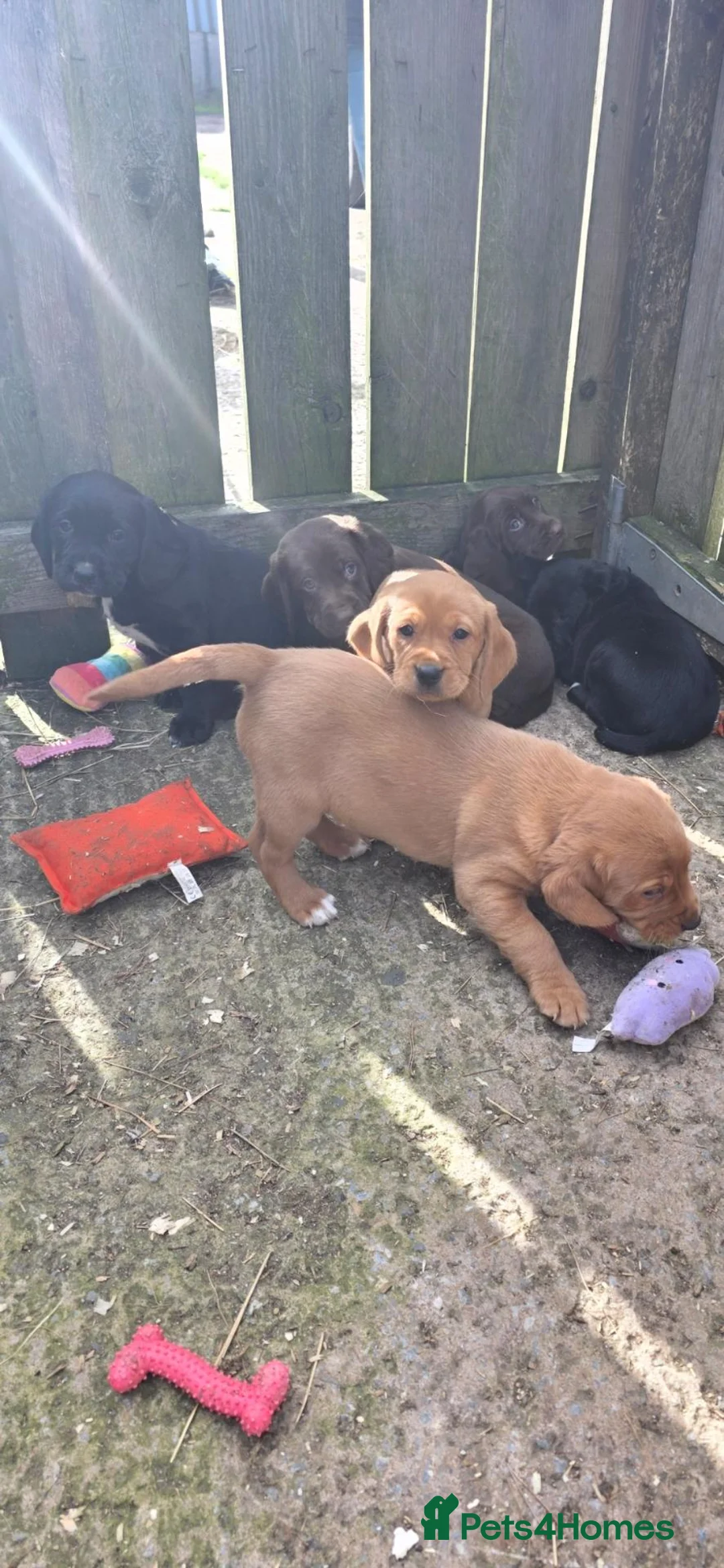 Cockerdor dogs for sale: Cockerdor puppies - Advert 1
