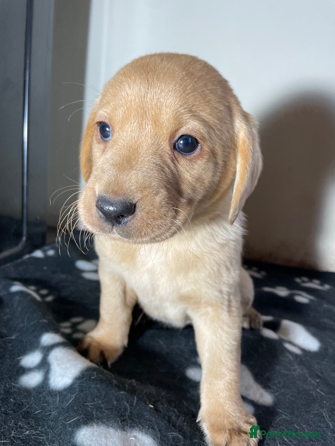 Labrador Retriever dogs for sale: Ready now Stunning chunky fox red pups - Advert 12