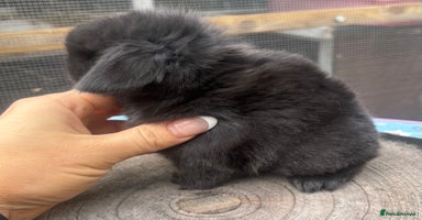 Mini Lop rabbits Pure bred baby mini lops  - Advert 12