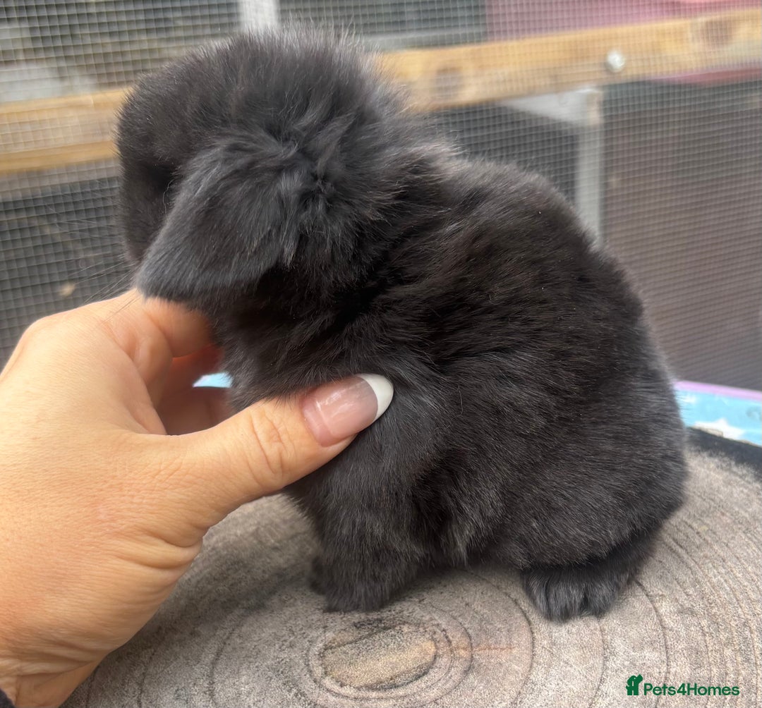 Mini Lop rabbits for sale: Pure bred baby mini lops  - Image 2