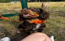 Cocker Spaniel dogs for stud: Handsome Chocolate and Tan WCS  - Image 4