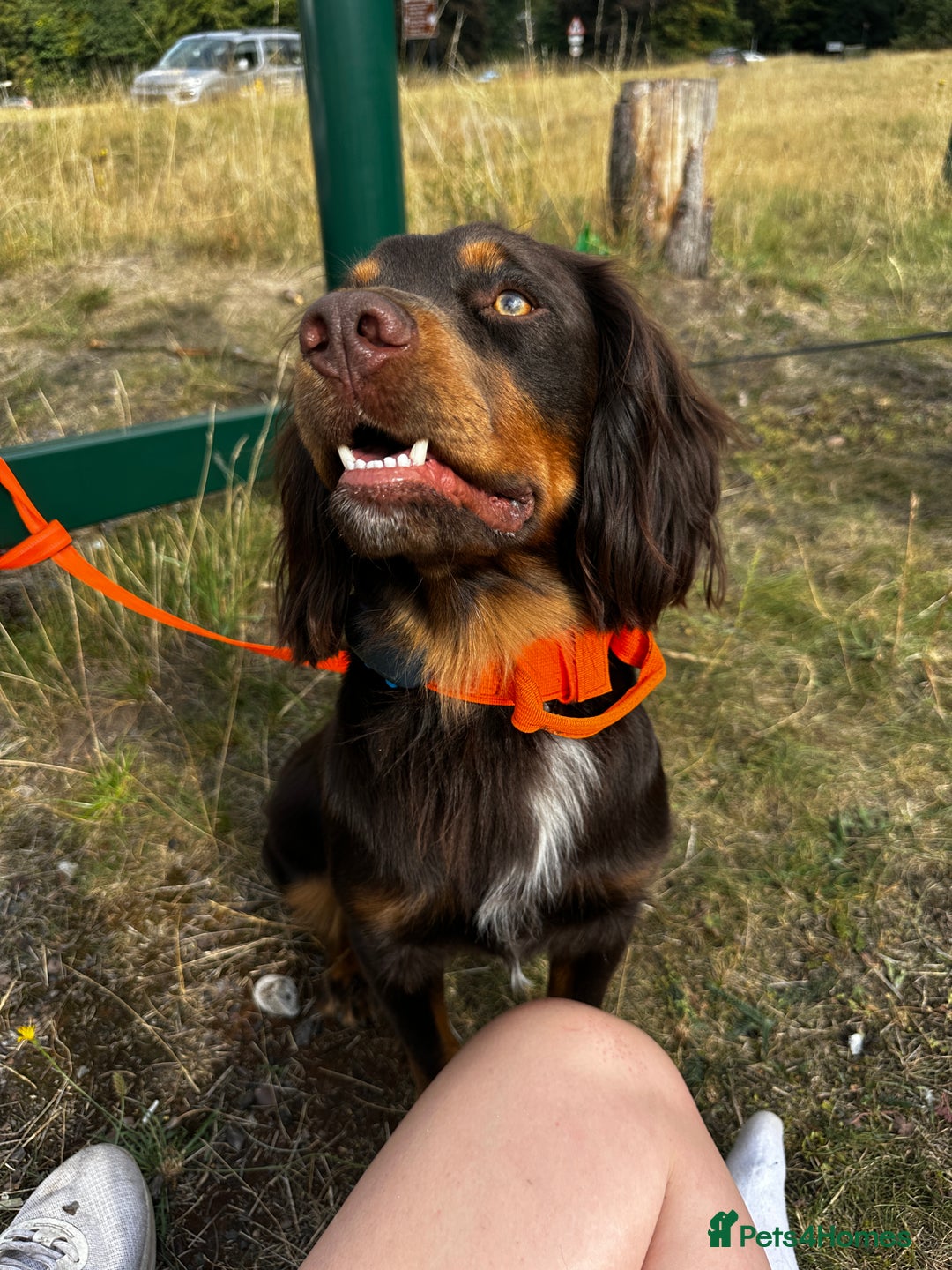 Cocker Spaniel dogs for stud: Handsome Chocolate and Tan WCS  - Image 4