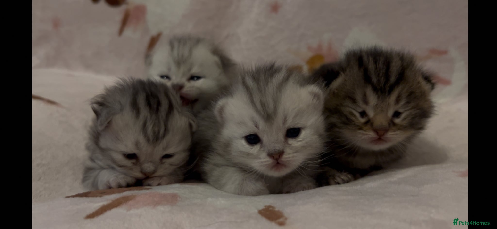 Munchkin cats Special Munckin Fur Babies - Advert 2