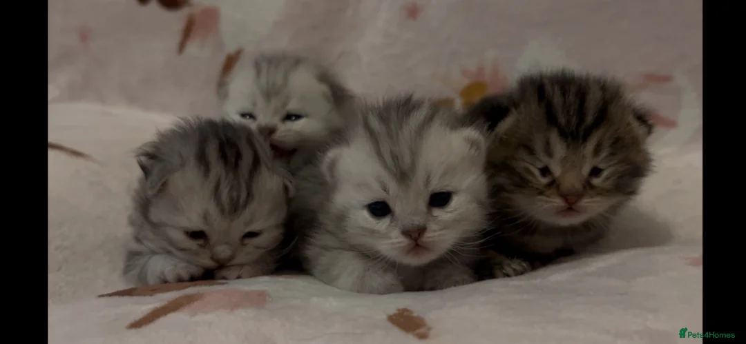 Munchkin cats for sale: Special Munckin Fur Babies - Advert 2