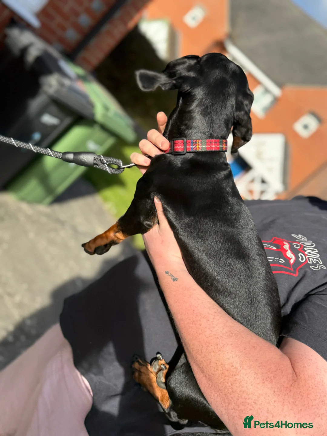 Dachshund dogs for sale: Dachshund for sale.  - Advert 2