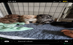 Cockapoo dogs for sale: Stunning health tested F1b cockerpoo puppies - Advert 1