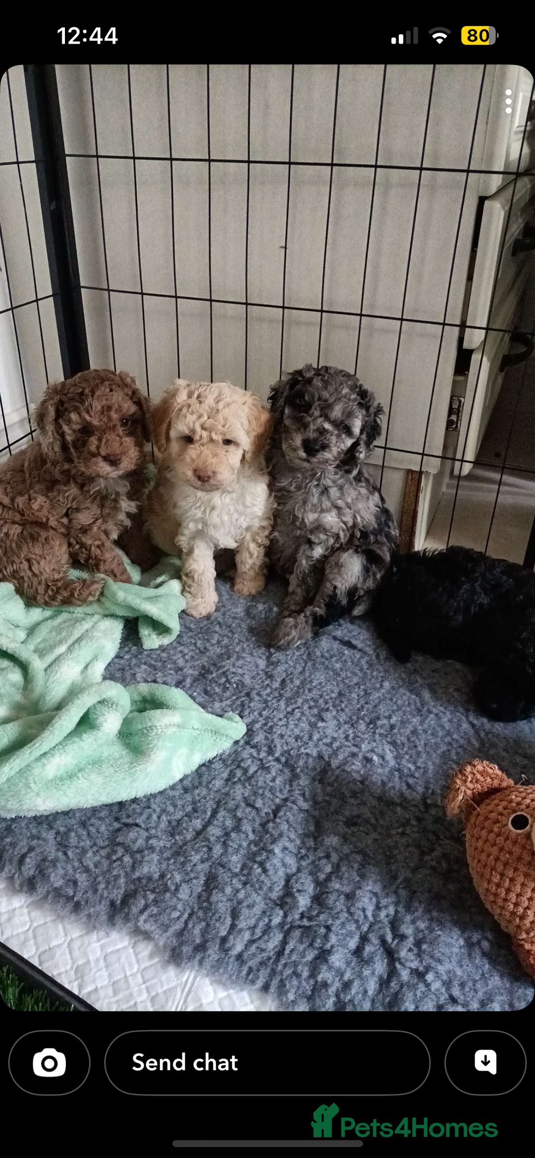 Cockapoo dogs for sale: Stunning health tested F1b cockerpoo puppies - Advert 1