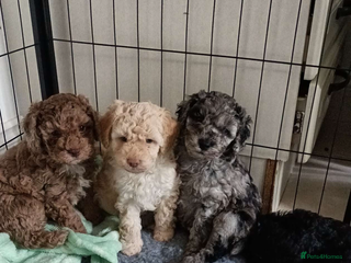 Cockapoo dogs Stunning health tested F1b cockerpoo puppies - Advert 15