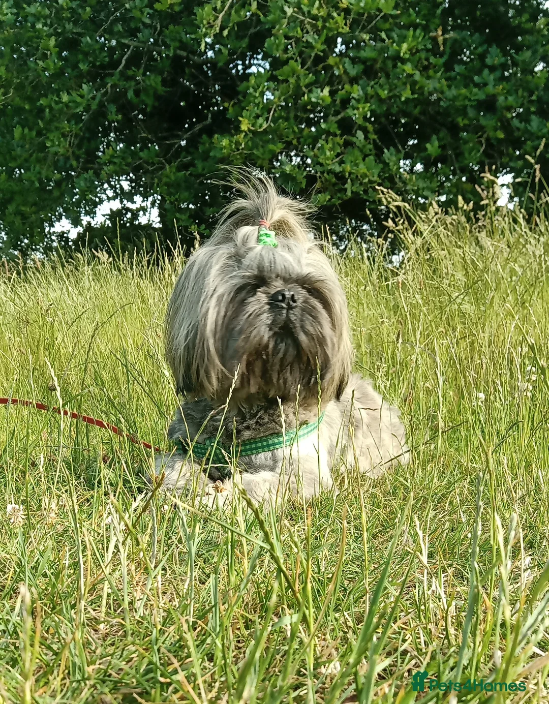Shih Tzu dogs for stud: Kc Registered Shih Tzu for stud in Bournemouth - Advert 3