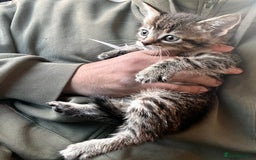 Mixed Breed cats for sale: Stunning litter of Bengal x Ragdoll kittens ready - Advert 8