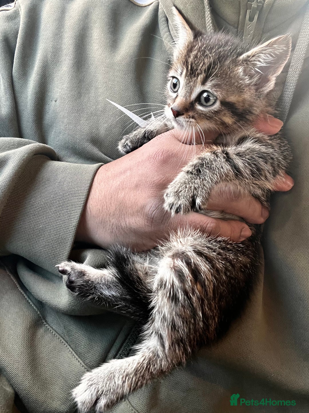 Mixed Breed cats for sale: Stunning litter of Bengal x Ragdoll kittens ready - Advert 8