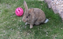 Mixed Breed rabbits for sale: Gorgeous lionhead cross bunnies - Image 2