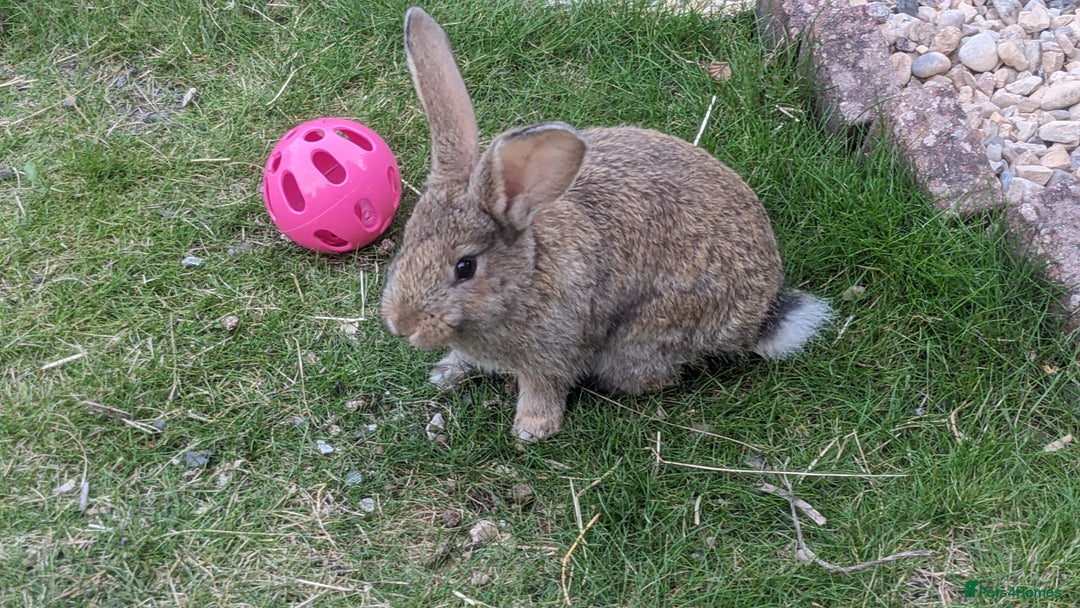 Mixed Breed rabbits for sale: Gorgeous lionhead cross bunnies - Image 2