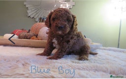 Cavapoo dogs for sale: Gorgeous Health Tested Cavapoo F1B Puppies - Image 9