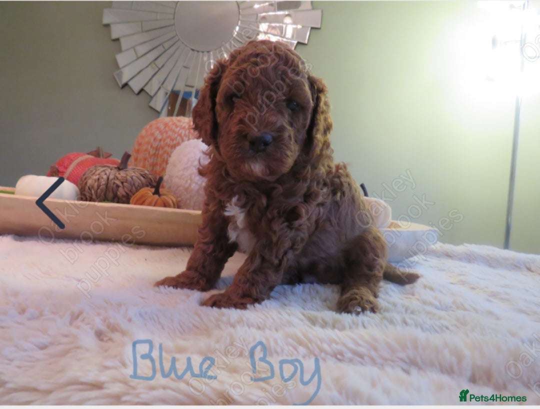 Cavapoo dogs for sale: Gorgeous Health Tested Cavapoo F1B Puppies - Image 9