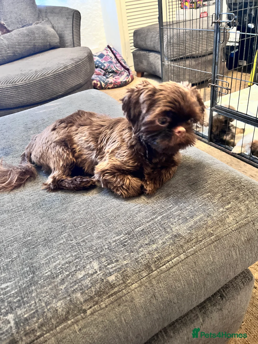 Shih Tzu dogs for stud: stunning chocolate stud boy  in Saint Helens - Advert 3