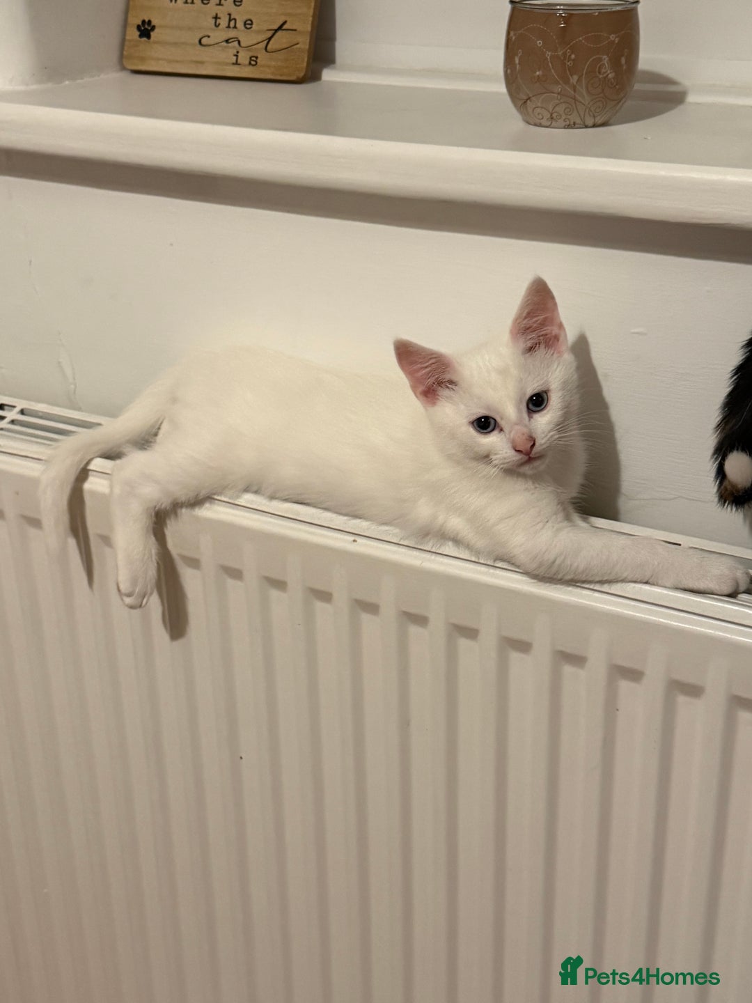 Turkish Angora cats for sale: 3 beautiful kittens for sale  - Advert 6