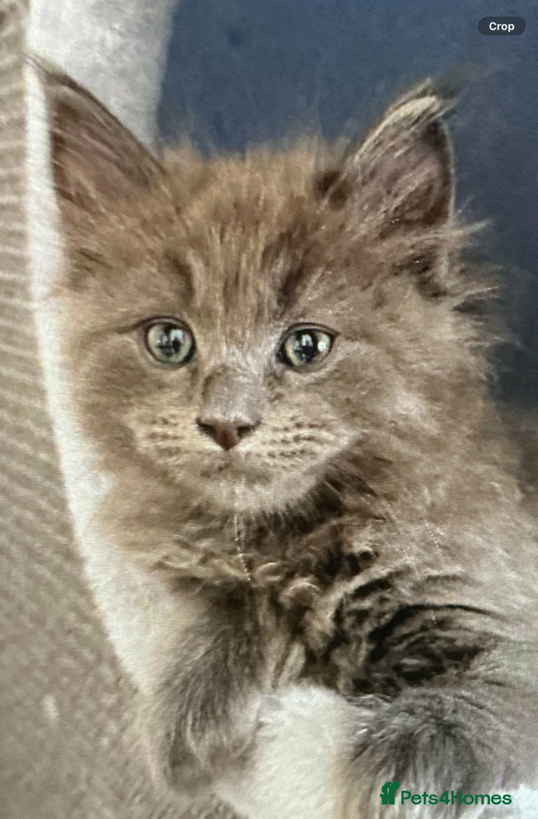 Maine Coon cats for sale: 💖💙Beautiful Ragcoons Ready Today💙💖 - Advert 1