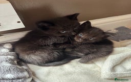 Mixed Breed cats for sale: 8 beautiful kittens (ready to go) - Image 4