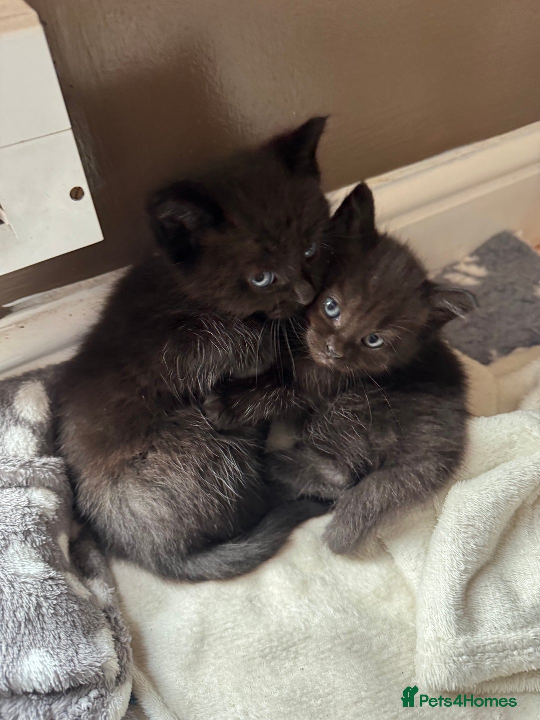 Mixed Breed cats for sale: 8 beautiful kittens (ready to go) - Image 4