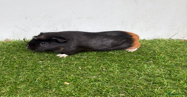 Guinea Pig rodents - Advert 2
