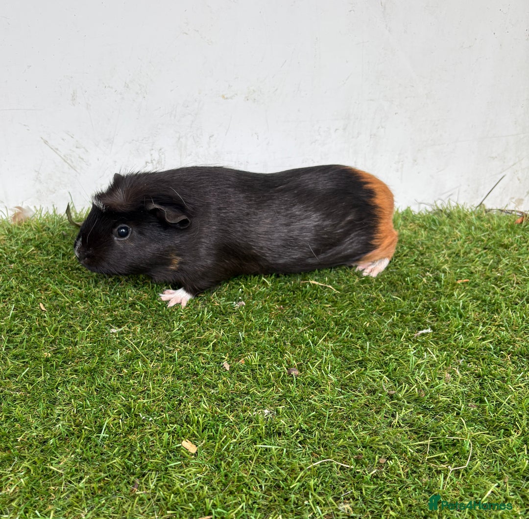 Guinea Pig rodents for sale: Female baby guinea pigs  - Image 2