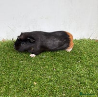 Guinea Pig rodents - Advert 3