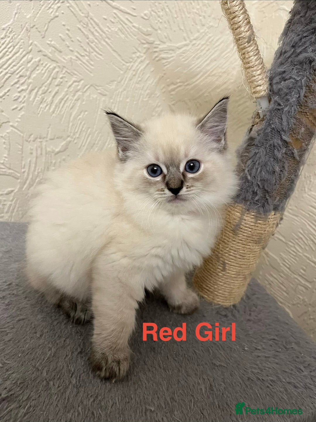 Ragdoll cats for sale: ❤️5 Beautiful Pure Ragdoll Kittens❗️❤️🐈 - Advert 14