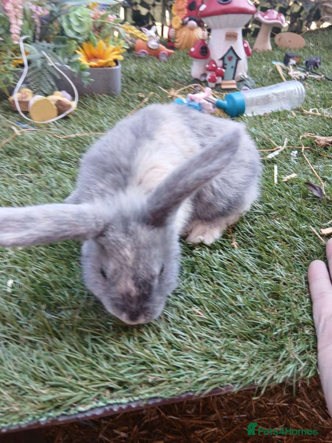 Harlequin rabbits for sale: 2x Harlequin Holland Lops - Image 2
