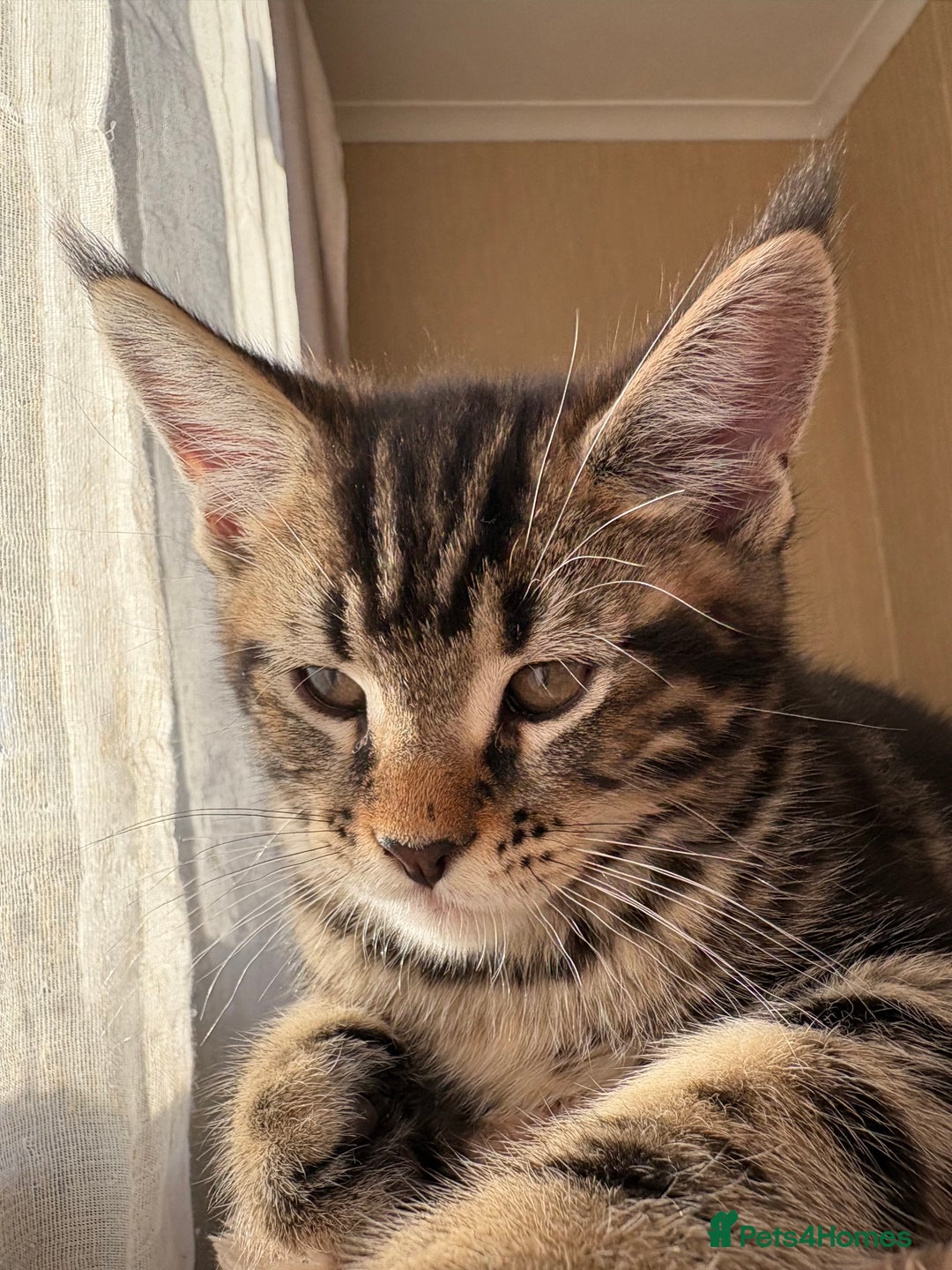 Maine Coon cats for sale: Maine Coon Kittens — Fluffy, Friendly - Advert 4