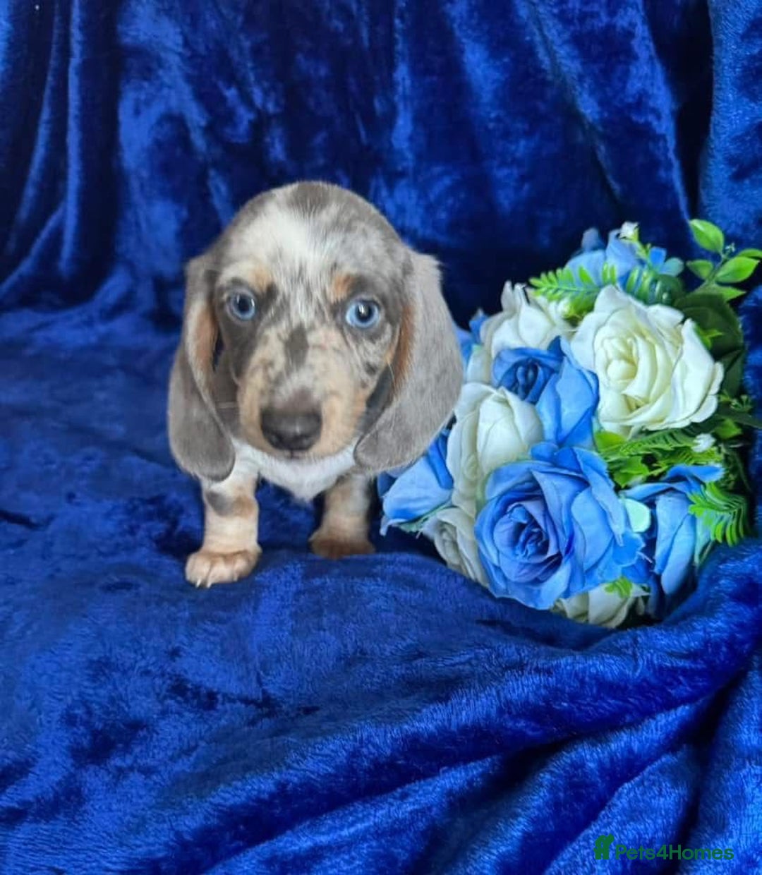 Miniature Dachshund dogs for sale: Miniature dachshunds - Advert 4